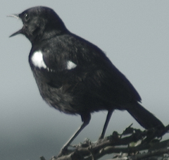 Sooty Chat